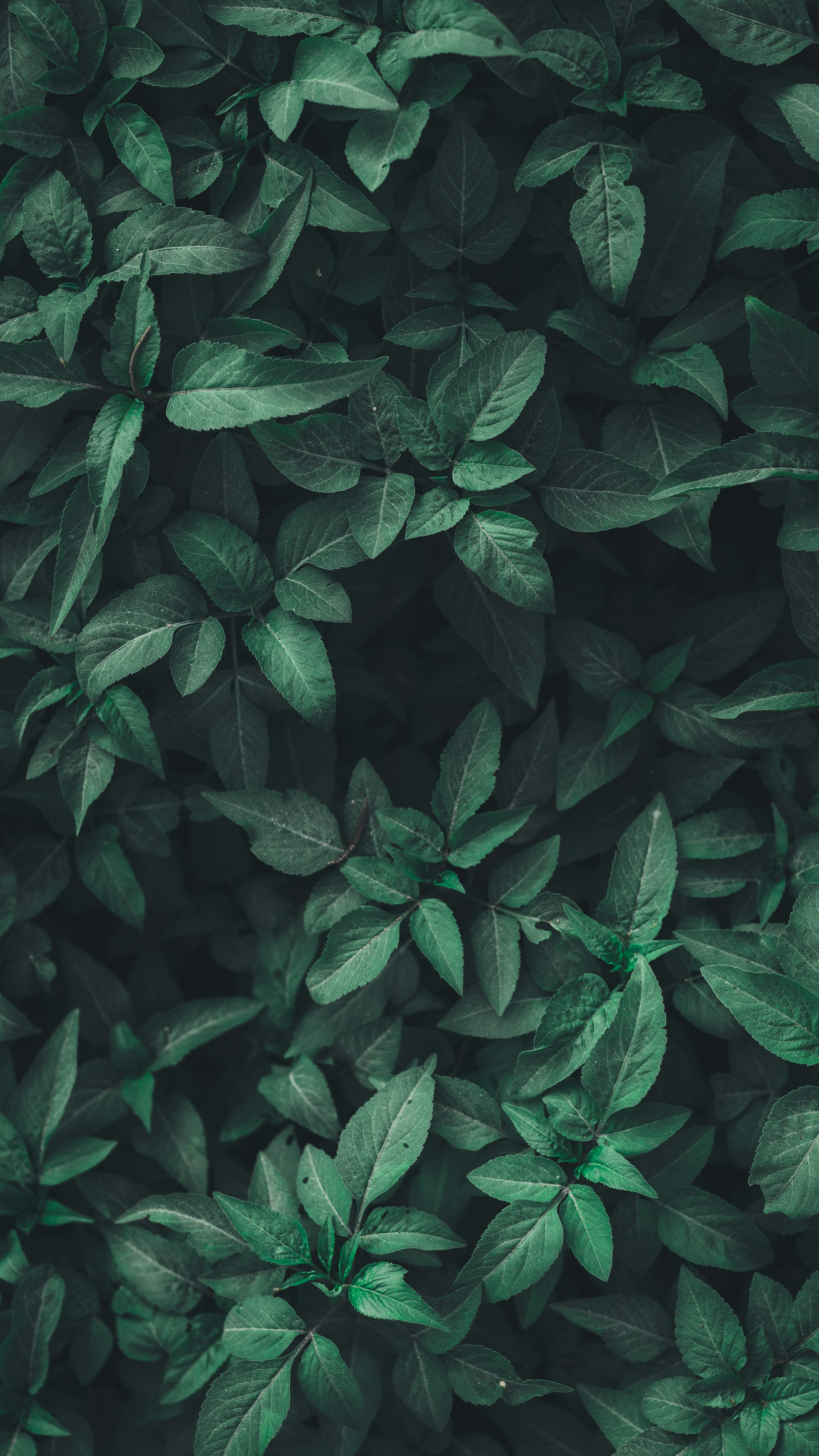Field Background