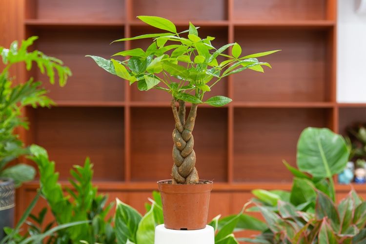 Tanaman yang Membawa Keberuntungan Menurut Feng Shui