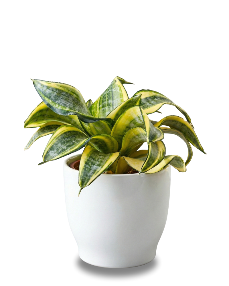 Sansevieria Golden