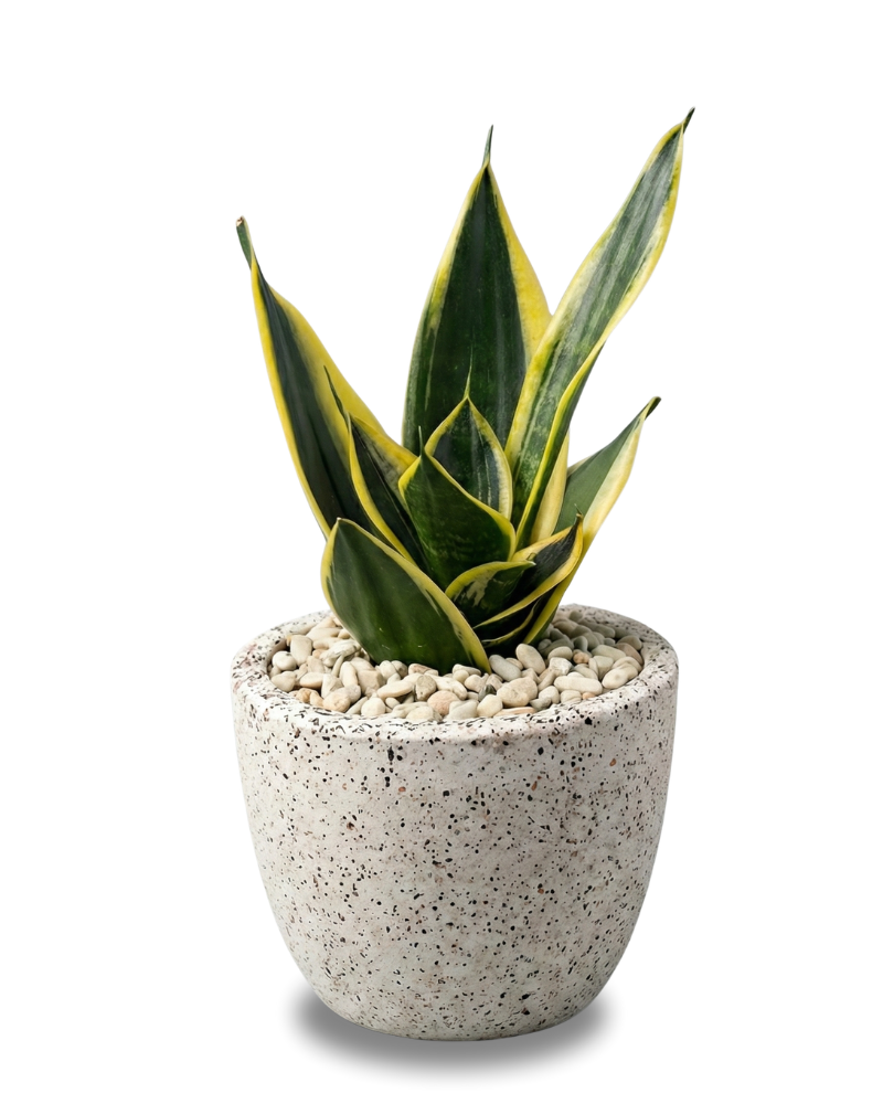 Sansevieria Kodok