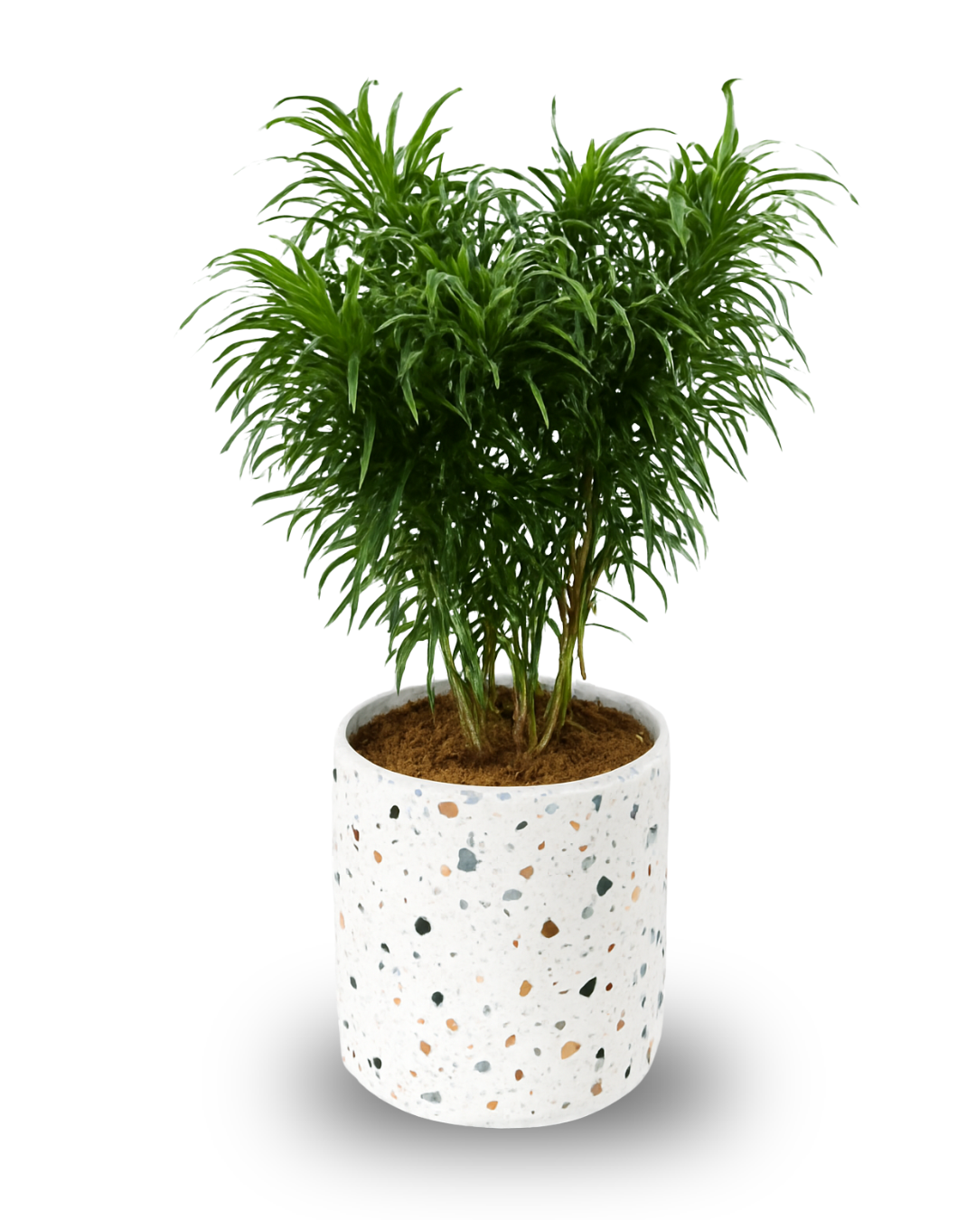 Dracaena Suji Belut