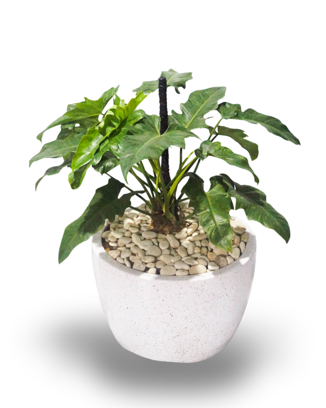 Philodendron Dragon