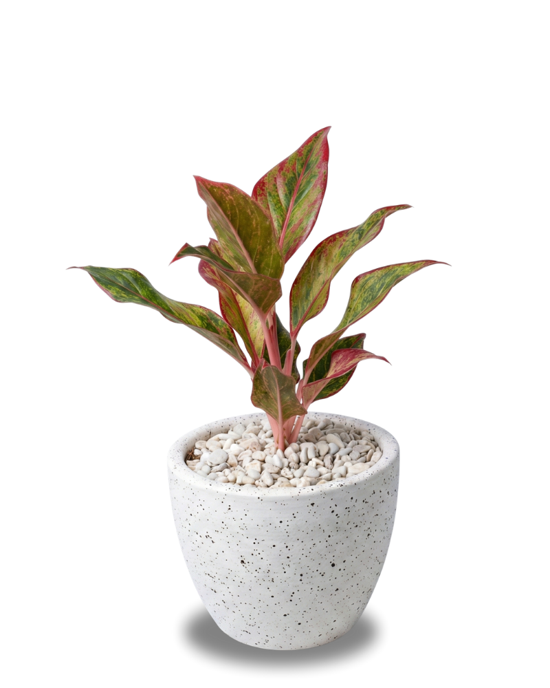 Aglaonema Lipstik