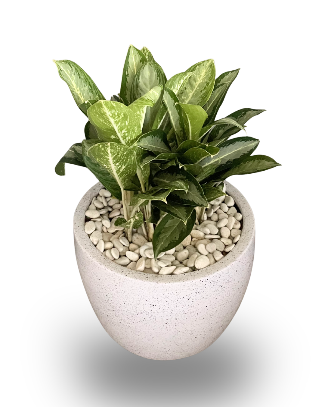 Aglaonema Blanceng