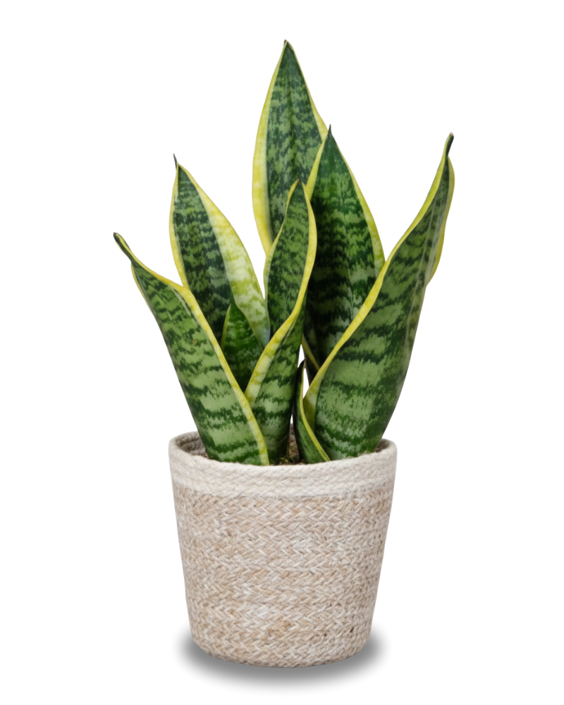 Sansevieria Dolpen