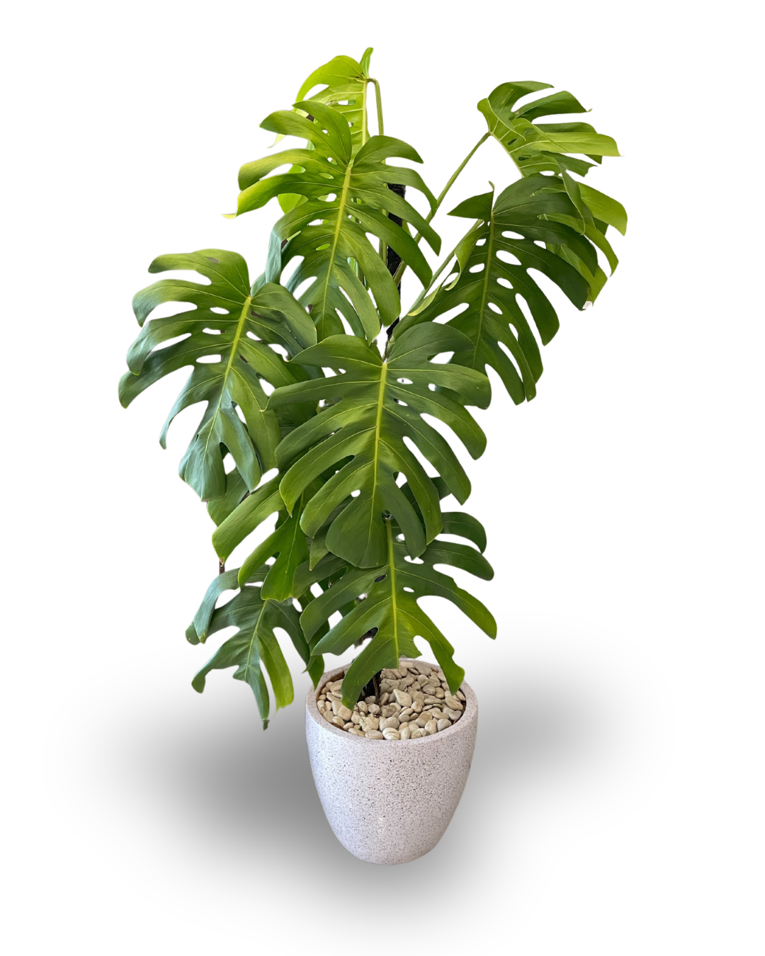 Monstera