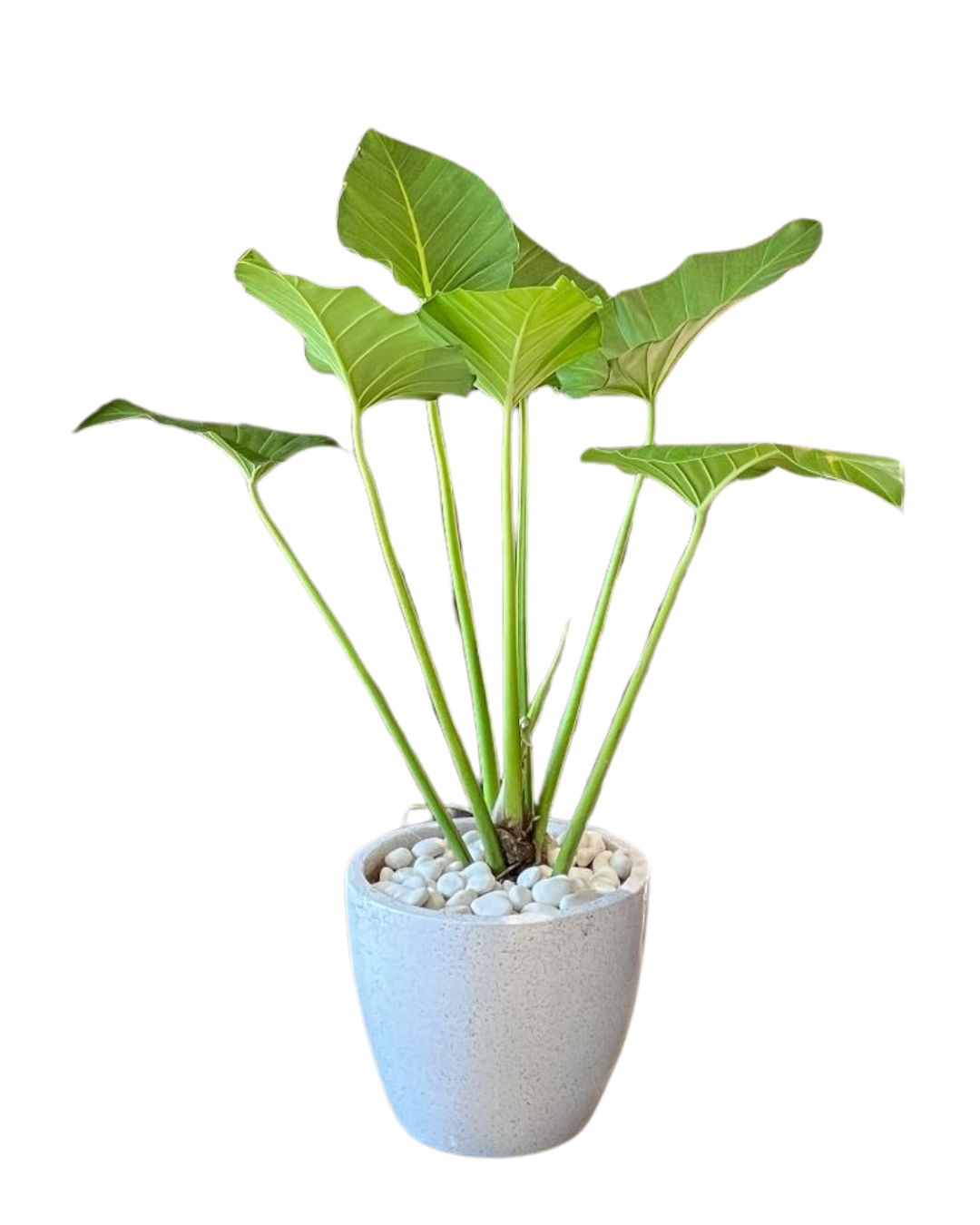 Philodendron Marble
