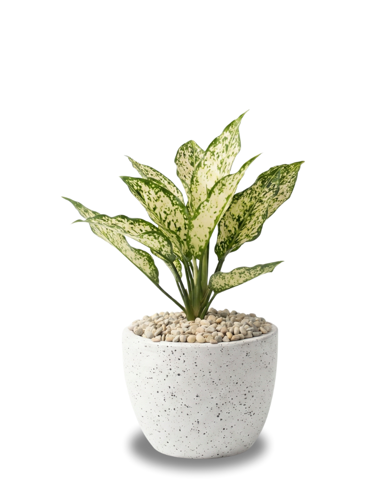Aglaonema Snow White