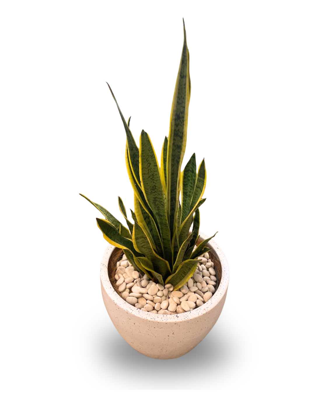 Sansevieria (Lidah Mertua)