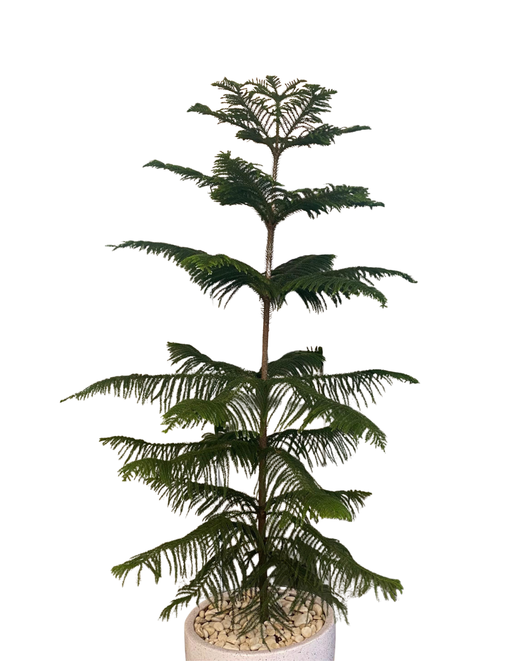 Cemara Norfolk