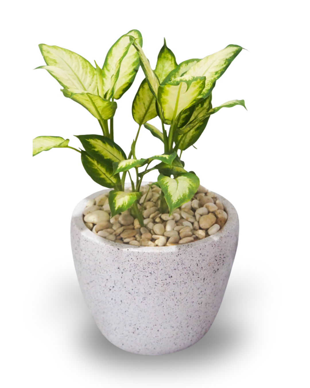 Aglaonema Dieffenbachia
