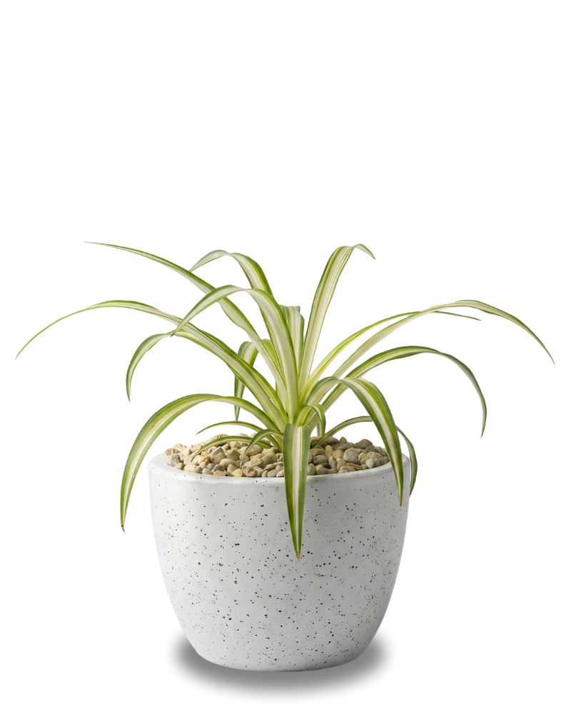 Spider Plant (Lili Paris)