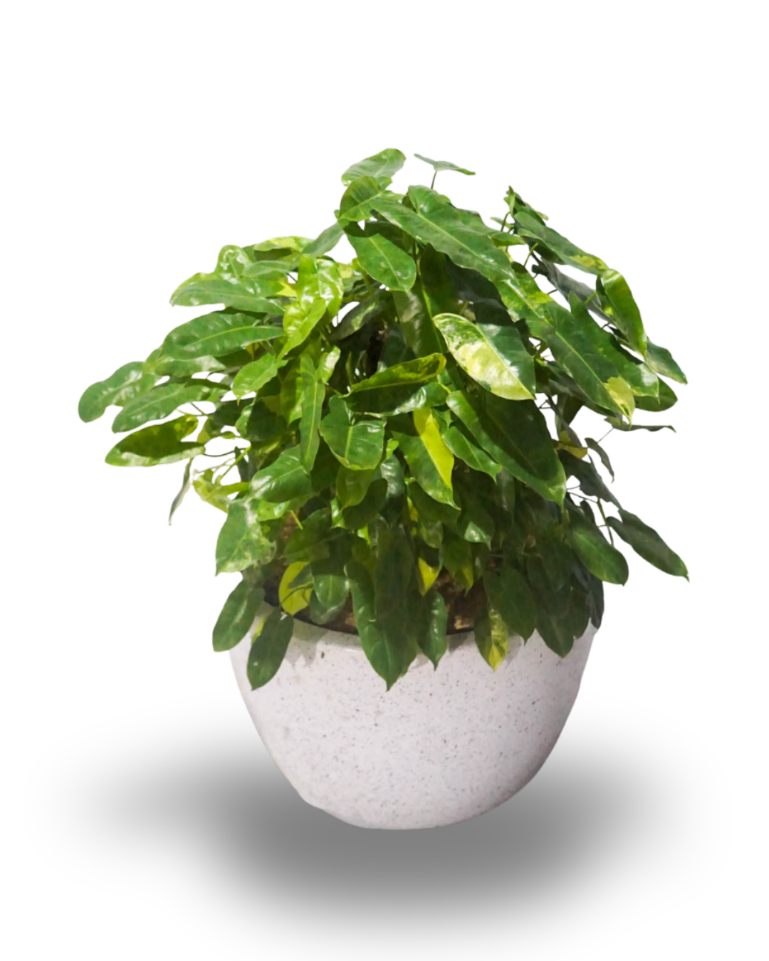 Philodendron Burle-max