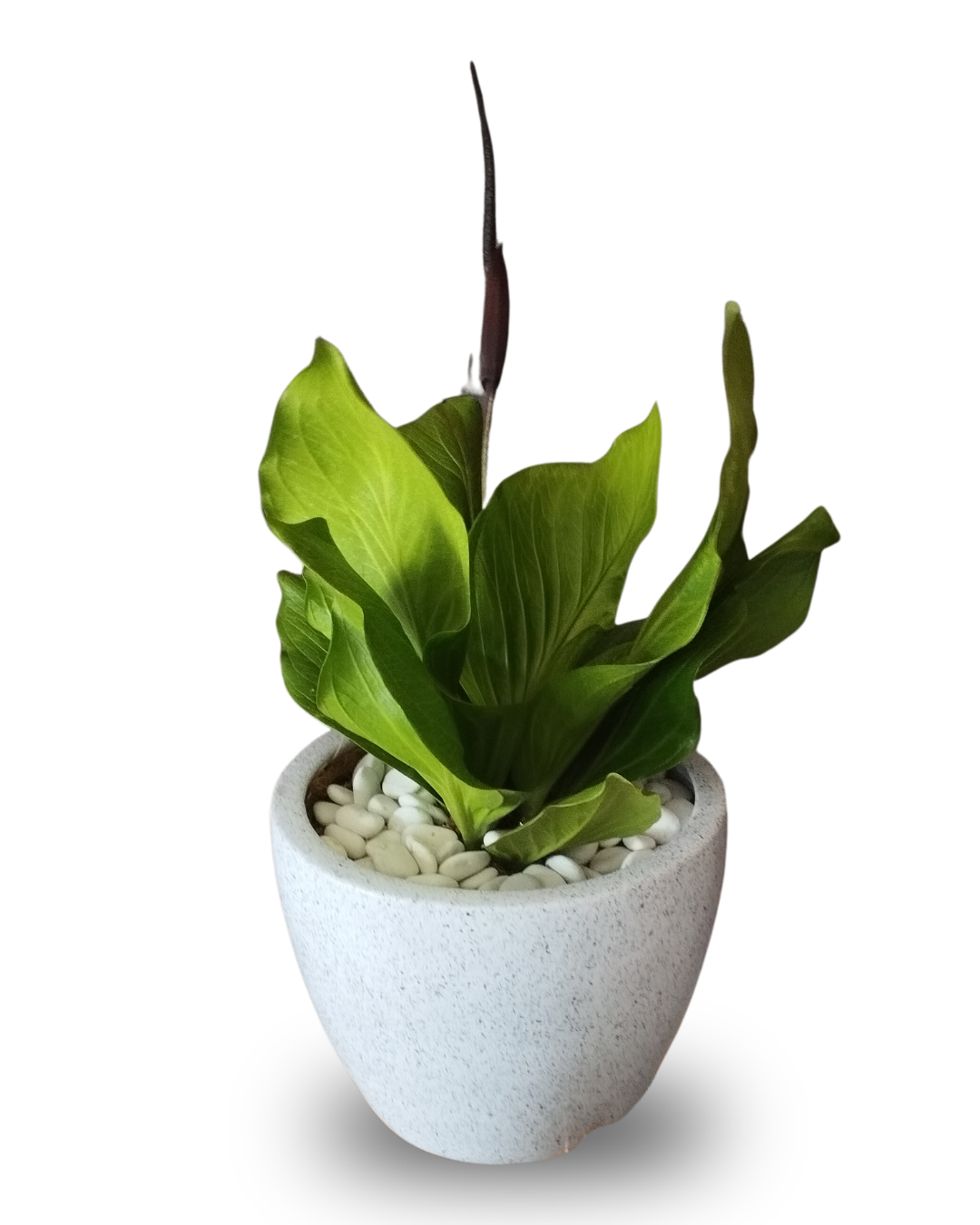 Anthurium