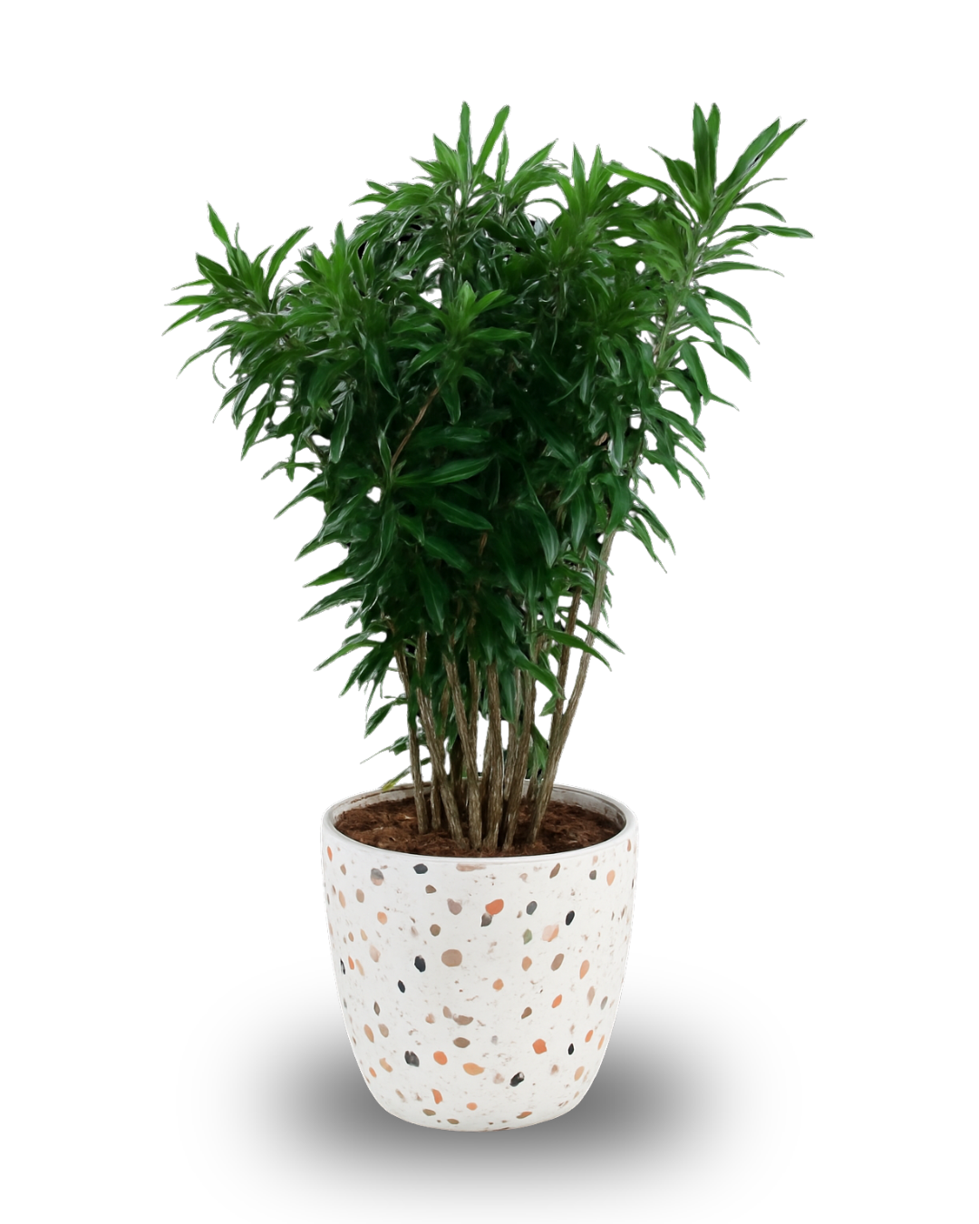 Dracaena Jamaica