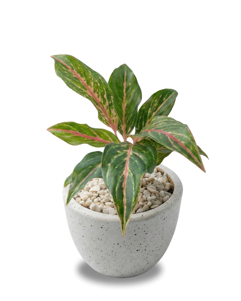 Aglaonema Butterfly