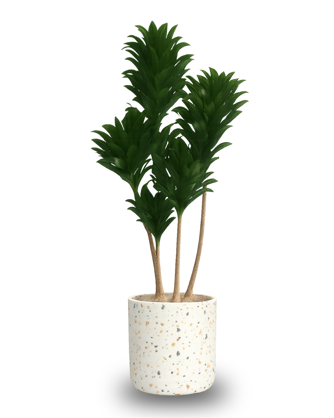 Dracaena Kemoceng