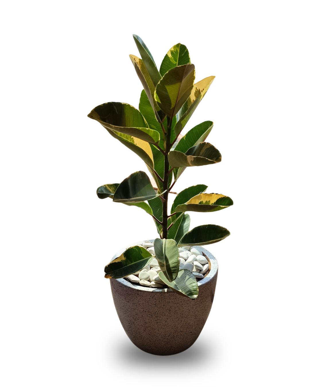 Karet Merah Variegata