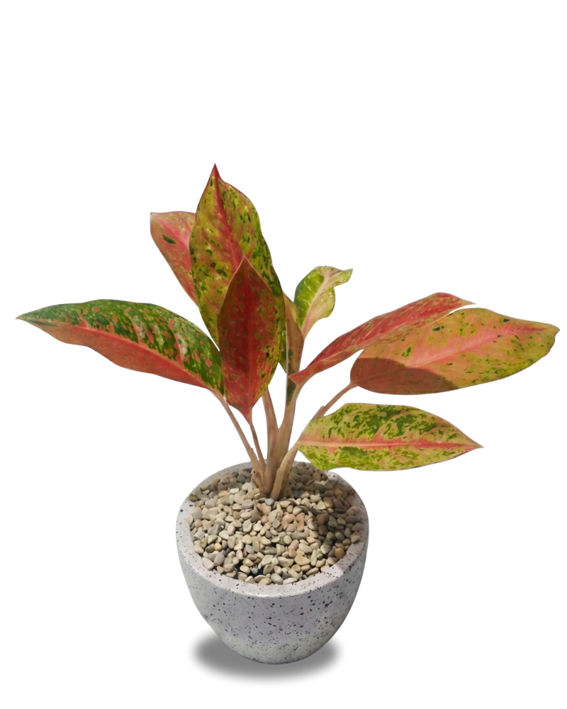 Aglaonema Big Roy