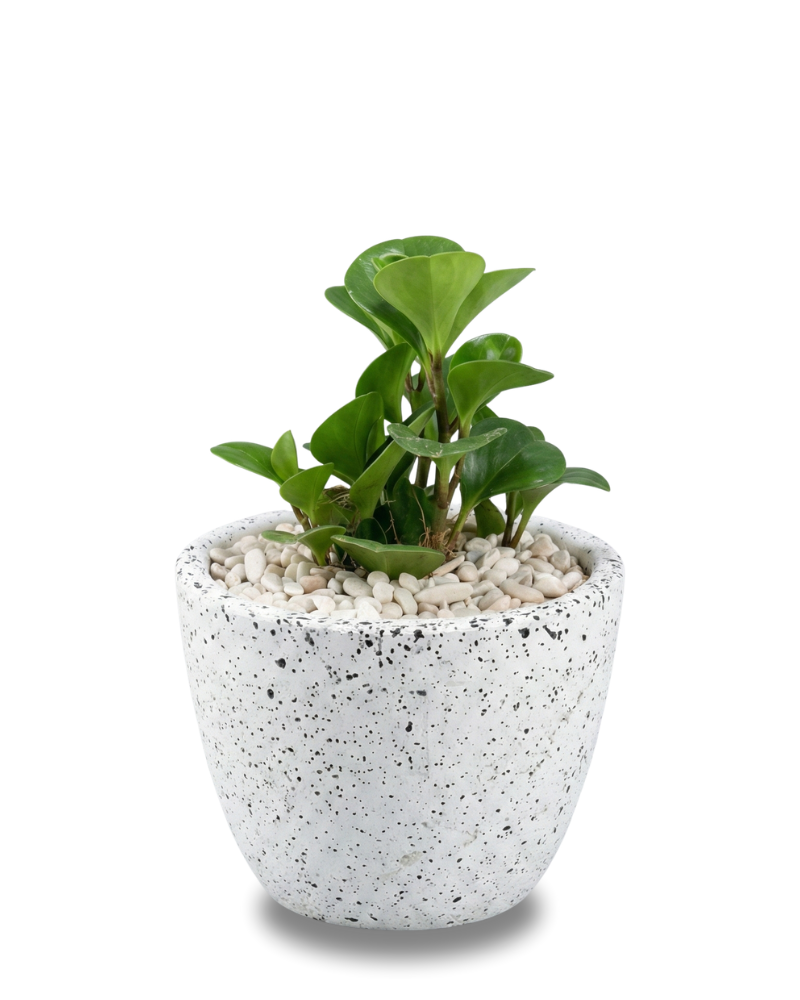 Peperomia Hijau