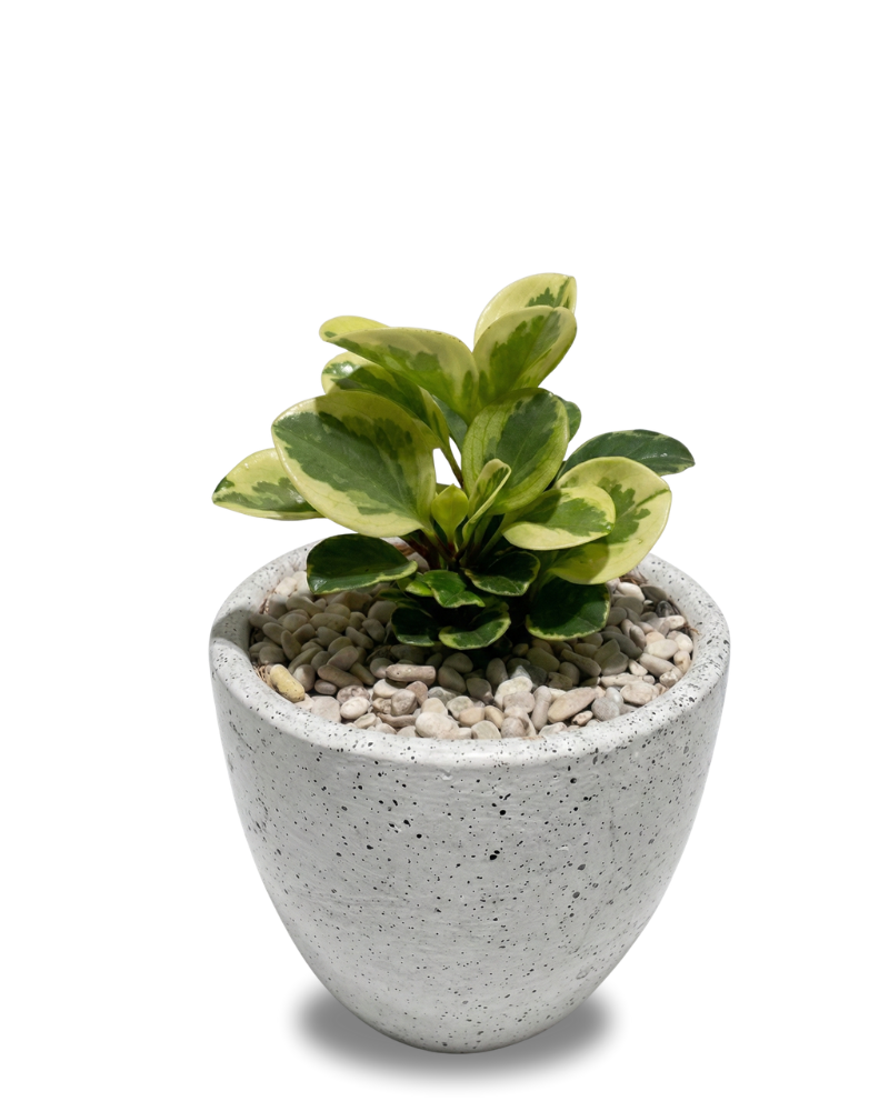Peperomia Variegata