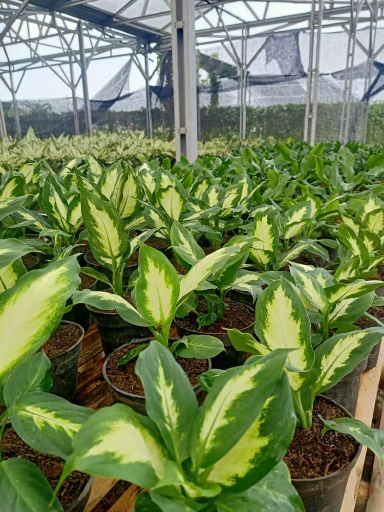 Supply Tanaman Hias & Perlengkapannya